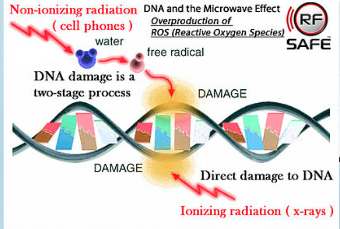 DNA Breakage by Frequencies