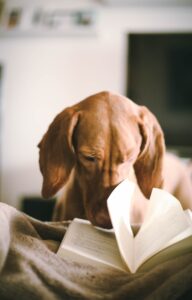 Dog reading book