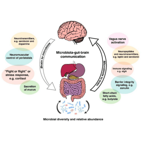 Gut brain connection