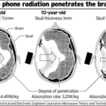 EMFs/Cell Radiation on Brain
