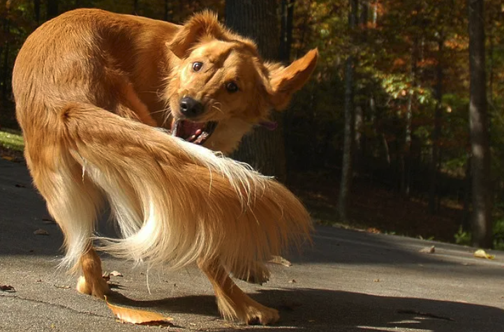 Dog chasing tail