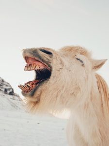 Donkey laugh