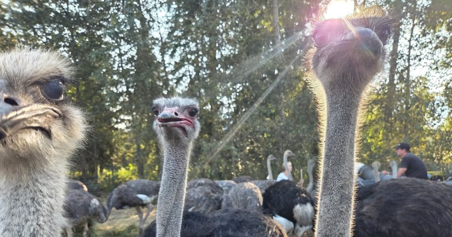 Ostriches